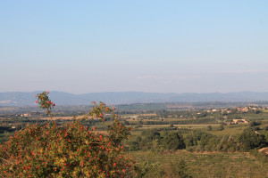 montepulciano (11)