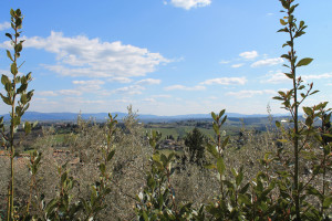 san_gimignano (13)