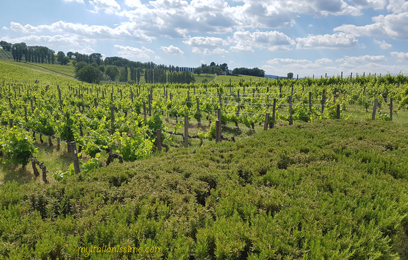 The True Taste of Umbria  @ARNALDO CAPRAI – Montefalco