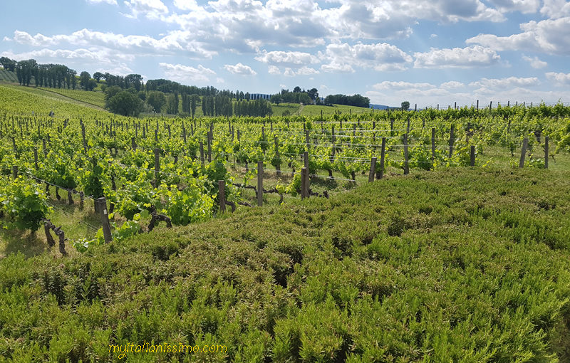 The True Taste of Umbria  @ARNALDO CAPRAI – Montefalco